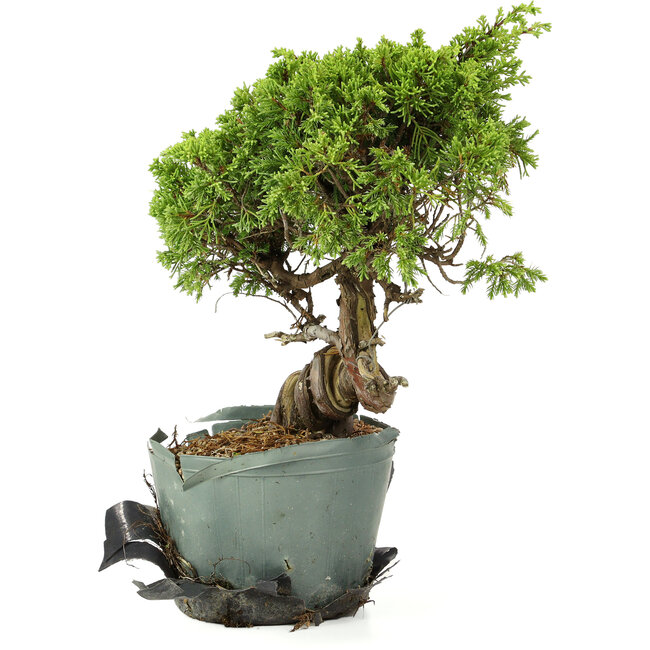 Juniperus chinensis Itoigawa, 24 cm, ± 20 años