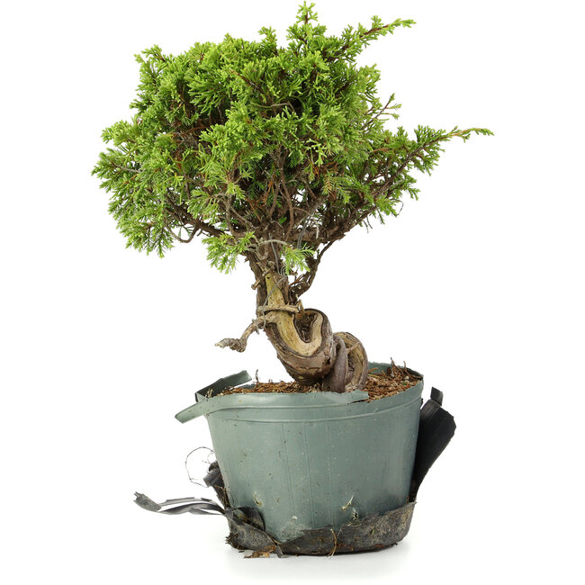 Juniperus chinensis Itoigawa, 24 cm, ± 20 años