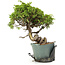 Juniperus chinensis Itoigawa, 24 cm, ± 20 jaar oud