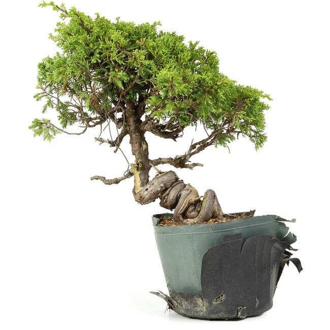 Juniperus chinensis Itoigawa, 24 cm, ± 20 jaar oud