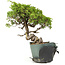 Juniperus chinensis Itoigawa, 24 cm, ± 20 jaar oud