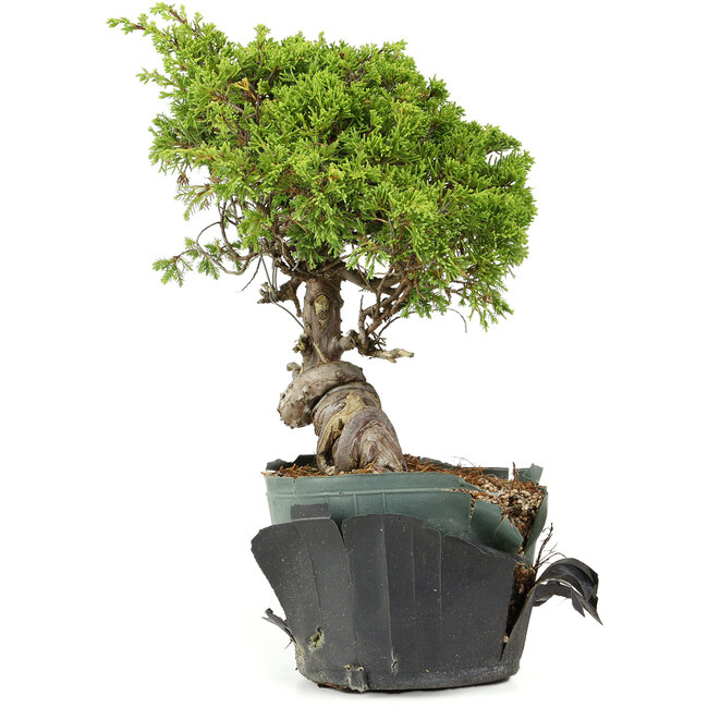 Juniperus chinensis Itoigawa, 24 cm, ± 20 Jahre alt