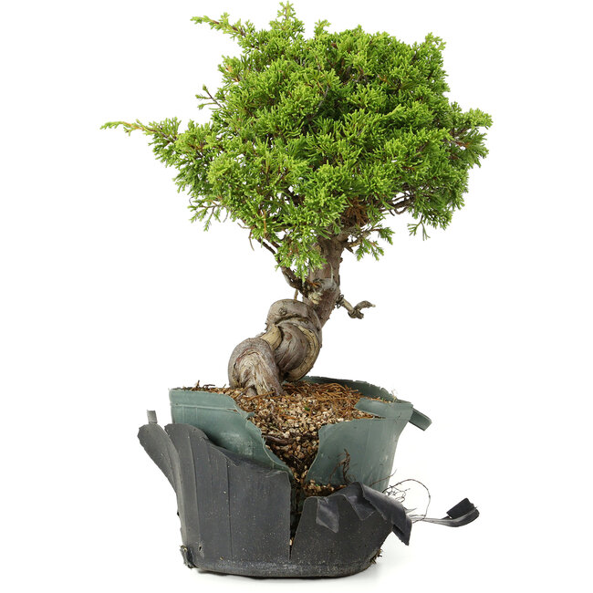 Juniperus chinensis Itoigawa, 24 cm, ± 20 ans