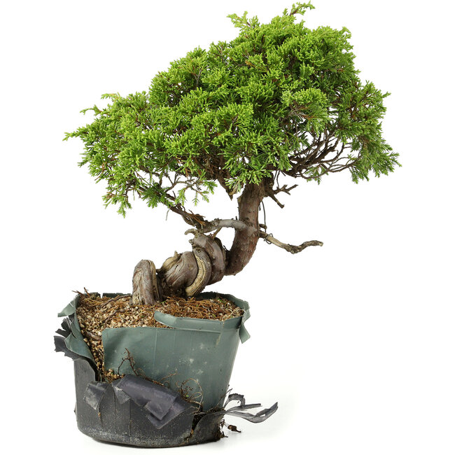 Juniperus chinensis Itoigawa, 24 cm, ± 20 jaar oud