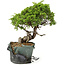 Juniperus chinensis Itoigawa, 24 cm, ± 20 jaar oud