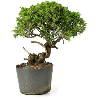 Juniperus chinensis Itoigawa, 25 cm, ± 20 jaar oud