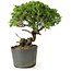 Juniperus chinensis Itoigawa, 25 cm, ± 20 anni