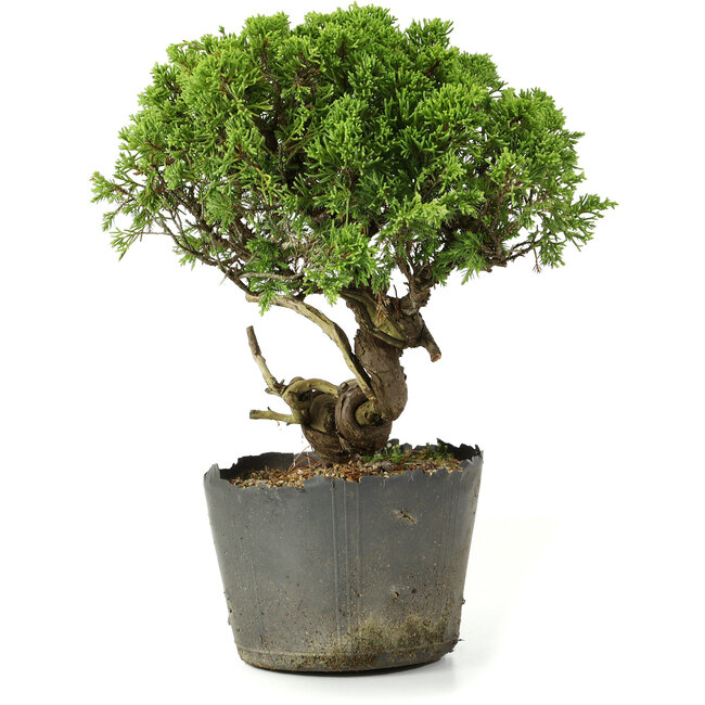 Juniperus chinensis Itoigawa, 25 cm, ± 20 jaar oud