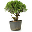 Juniperus chinensis Itoigawa, 25 cm, ± 20 jaar oud