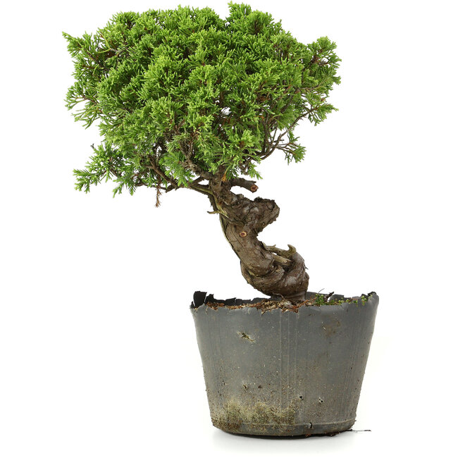 Juniperus chinensis Itoigawa, 25 cm, ± 20 Jahre alt