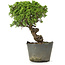 Juniperus chinensis Itoigawa, 25 cm, ± 20 anni