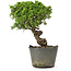 Juniperus chinensis Itoigawa, 25 cm, ± 20 jaar oud