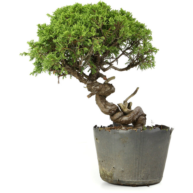 Juniperus chinensis Itoigawa, 25 cm, ± 20 ans
