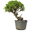 Juniperus chinensis Itoigawa, 25 cm, ± 20 anni