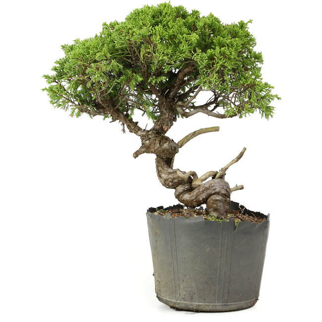 Juniperus chinensis Itoigawa, 25 cm, ± 20 years old