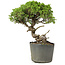 Juniperus chinensis Itoigawa, 25 cm, ± 20 anni