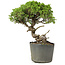 Juniperus chinensis Itoigawa, 25 cm, ± 20 years old