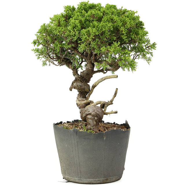 Juniperus chinensis Itoigawa, 25 cm, ± 20 anni