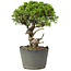 Juniperus chinensis Itoigawa, 25 cm, ± 20 anni