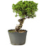 Juniperus chinensis Itoigawa, 25 cm, ± 20 jaar oud