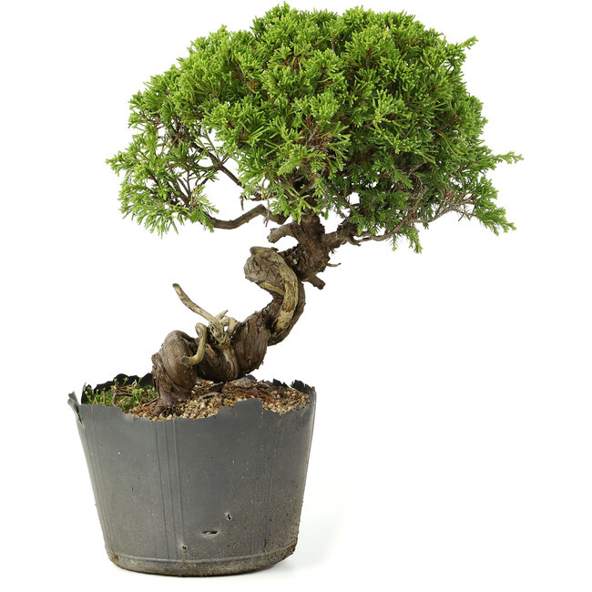Juniperus chinensis Itoigawa, 25 cm, ± 20 years old