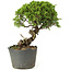 Juniperus chinensis Itoigawa, 25 cm, ± 20 anni