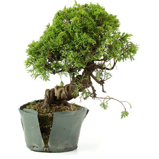 Juniperus chinensis Itoigawa, 25 cm, ± 20 años