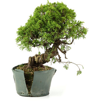 Juniperus chinensis Itoigawa, 25 cm, ± 20 jaar oud