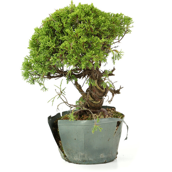 Juniperus chinensis Itoigawa, 25 cm, ± 20 years old