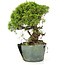 Juniperus chinensis Itoigawa, 25 cm, ± 20 años