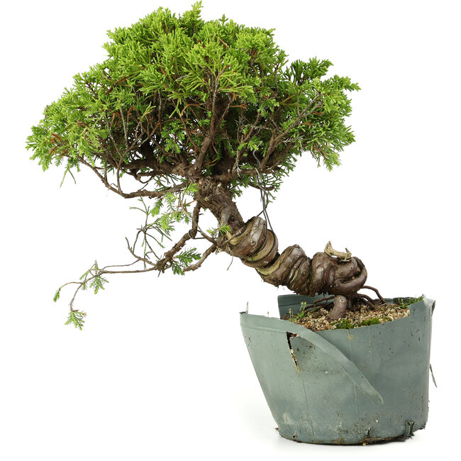 Juniperus chinensis Itoigawa, 25 cm, ± 20 Jahre alt