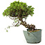 Juniperus chinensis Itoigawa, 25 cm, ± 20 anni