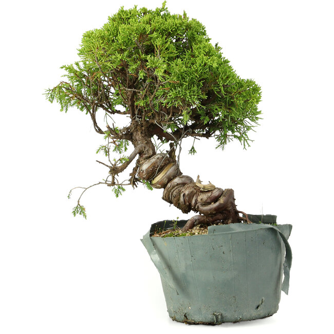 Juniperus chinensis Itoigawa, 25 cm, ± 20 Jahre alt