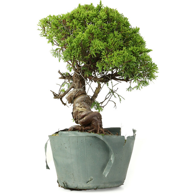 Juniperus chinensis Itoigawa, 25 cm, ± 20 anni
