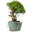 Juniperus chinensis Itoigawa, 25 cm, ± 20 anni