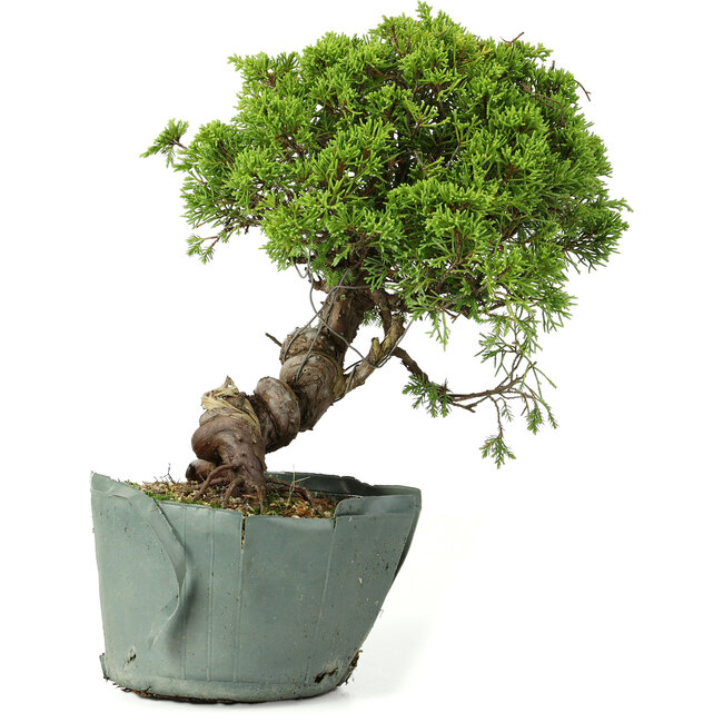 Juniperus chinensis Itoigawa, 25 cm, ± 20 Jahre alt