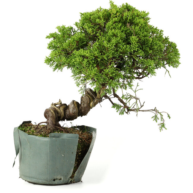 Juniperus chinensis Itoigawa, 25 cm, ± 20 Jahre alt