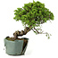 Juniperus chinensis Itoigawa, 25 cm, ± 20 jaar oud