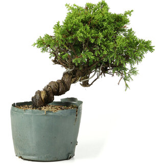 Juniperus chinensis Itoigawa, 21 cm, ± 20 jaar oud