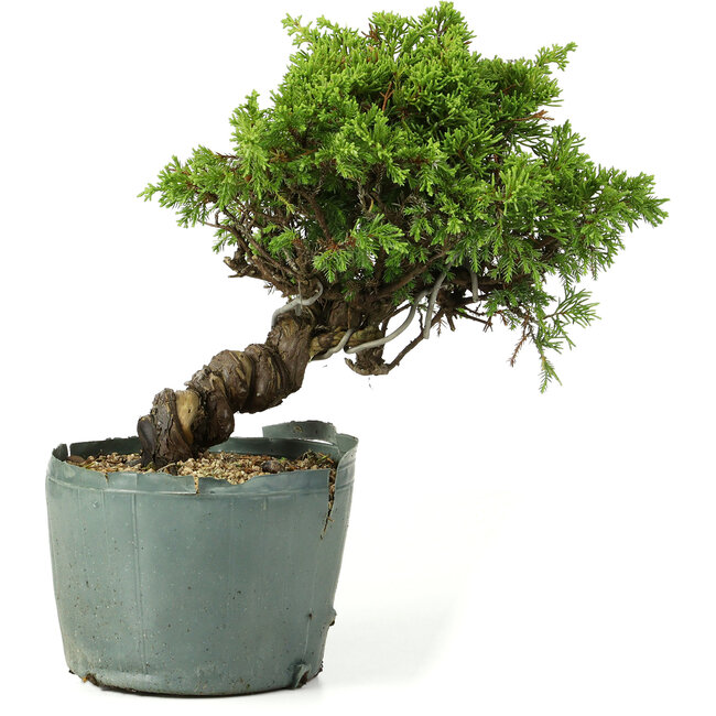 Juniperus chinensis Itoigawa, 21 cm, ± 20 anni