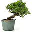 Juniperus chinensis Itoigawa, 21 cm, ± 20 years old