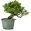 Juniperus chinensis Itoigawa, 21 cm, ± 20 anni