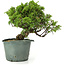 Juniperus chinensis Itoigawa, 21 cm, ± 20 años