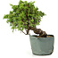 Juniperus chinensis Itoigawa, 21 cm, ± 20 años