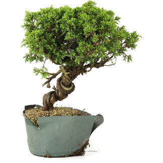 Juniperus chinensis Itoigawa, 25 cm, ± 20 anni