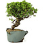 Juniperus chinensis Itoigawa, 25 cm, ± 20 jaar oud