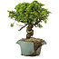 Juniperus chinensis Itoigawa, 25 cm, ± 20 Jahre alt