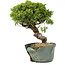 Juniperus chinensis Itoigawa, 25 cm, ± 20 jaar oud