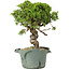 Juniperus chinensis Itoigawa, 25 cm, ± 20 Jahre alt