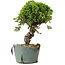 Juniperus chinensis Itoigawa, 25 cm, ± 20 Jahre alt